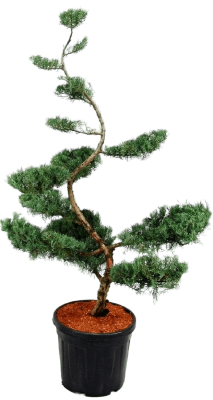 Бонсай Можжевельник средн.Pfitz.Glauca, Гор38, Выс150 И в интернет гипермаркете «Планета Лета». Фото