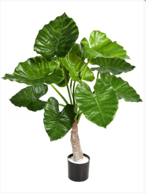 Алоказия Калидора 80 см 1 ствол в интернет гипермаркете «Планета Лета». Фото