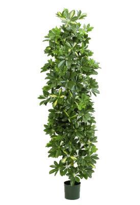 Шеффлера колонновидная пестрая 180 см 2/2, 10.38106NW Ф в интернет гипермаркете «Планета Лета». Фото