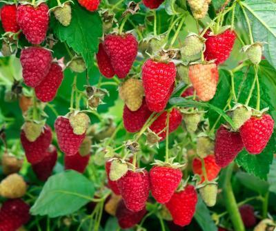 Малина Рубиновое Ожерелье С2 Выс40  в интернет гипермаркете «Планета Лета». Фото Малина Рубиновое Ожерелье С2 Выс40 в интернет гипермаркете «Планета Лета». Фото