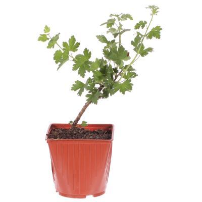 Крыжовник Финский С2 Выс50 в интернет гипермаркете «Планета Лета». Фото