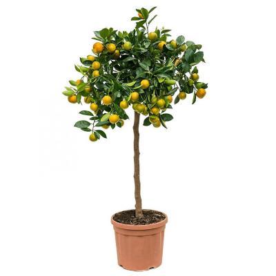 Цитрофортунелла Variegata Calamondin Op Stam Гор22 Выс75 в интернет гипермаркете «Планета Лета». Фото