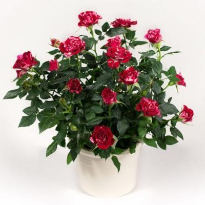 Роза миниатюрная Костер 23 М в интернет гипермаркете «Планета Лета». Фото