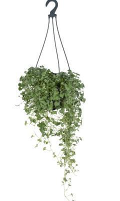 Дихондра, Гор10, Выс25 в интернет гипермаркете «Планета Лета». Фото