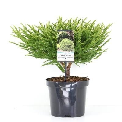 Криптомерия япон.Globosa Nana штамб, C9, Выс40 И в интернет гипермаркете «Планета Лета». Фото