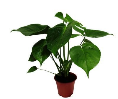 Монстера искусственная 42см цвет Зеленый 9105-M05 в интернет гипермаркете «Планета Лета». Фото