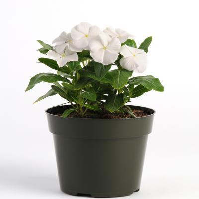 Катарантус, Гор10 М в интернет гипермаркете «Планета Лета». Фото