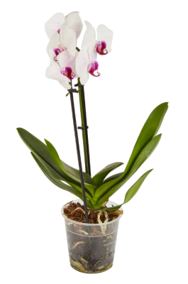 Фаленопсис Cascade, Гор12, Выс45 в интернет гипермаркете «Планета Лета». Фото