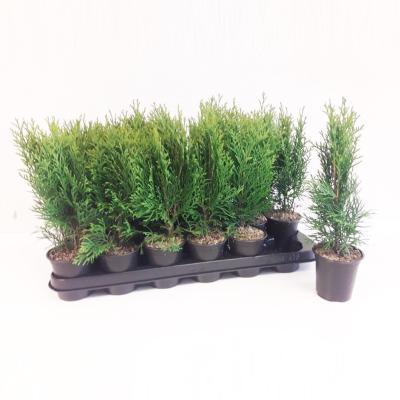 Туя запад.Smaragd, Гор9, Выс20 в интернет гипермаркете «Планета Лета». Фото