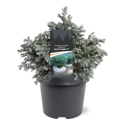 Кипарисовик горох.Blue Planets, Гор19, Выс25-30 в интернет гипермаркете «Планета Лета». Фото