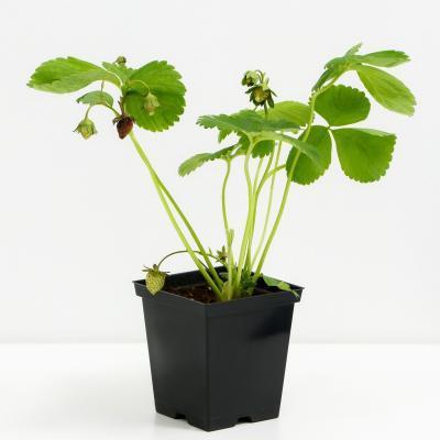 Земляника садовая Крымская ранняя (Р9) в интернет гипермаркете «Планета Лета». Фото