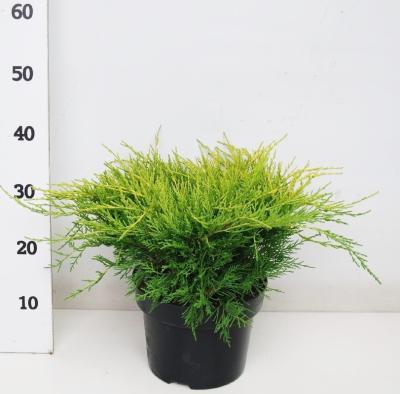 Можжевел.средн.Old Gold, Гор27, Выс35 И в интернет гипермаркете «Планета Лета». Фото