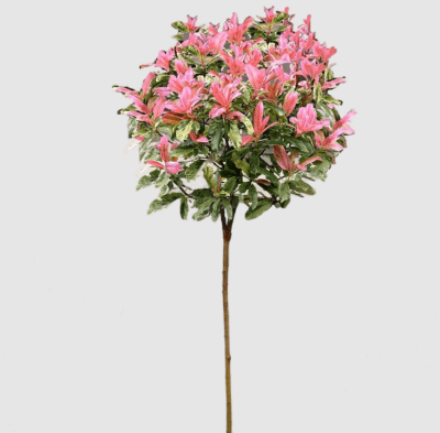 Фотиния краснолистная Pink Marble штамб, Гор33, Выс100 И в интернет гипермаркете «Планета Лета». Фото