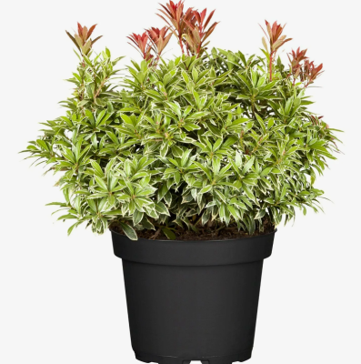 Пиерис япон.микс, Гор17, Выс40 в интернет гипермаркете «Планета Лета». Фото