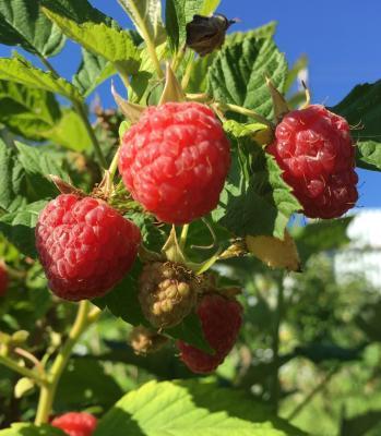 Малиновое Дерево Сказка С3 Выс100 в интернет гипермаркете «Планета Лета». Фото