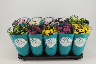 Хризантема Calimero, Гор12, Выс30 в интернет гипермаркете «Планета Лета». Фото