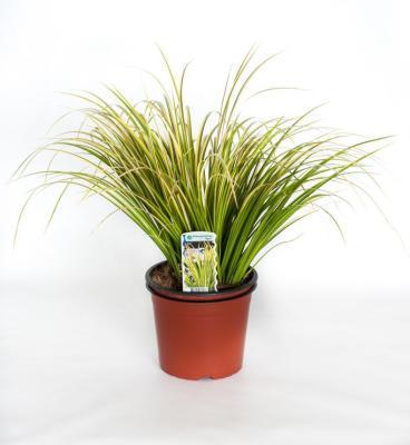 Аир, Гор9, Выс20 в интернет гипермаркете «Планета Лета». Фото