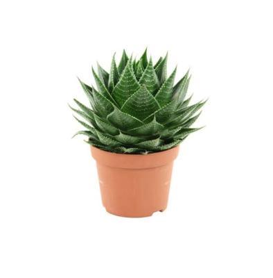 Алоэ Cosmo, Гор11, Выс20 в интернет гипермаркете «Планета Лета». Фото