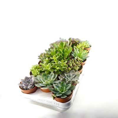 Суккуленты Mix, Гор10, Выс15 в интернет гипермаркете «Планета Лета». Фото