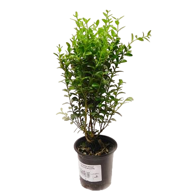 Самшит вечнозеленый, Гор9, Выс15 в интернет гипермаркете «Планета Лета». Фото