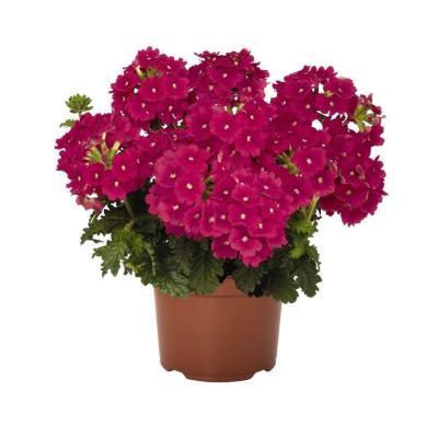 Вербена, Гор9 М в интернет гипермаркете «Планета Лета». Фото