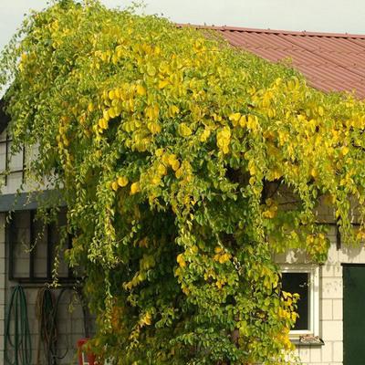 Древогубец круглолистный Геркулес (муж)/Цкор П в интернет гипермаркете «Планета Лета». Фото