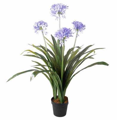 Агапантус, Гор14, Выс45 в интернет гипермаркете «Планета Лета». Фото