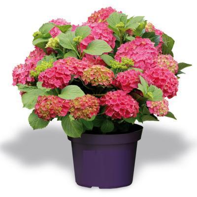 Гортензия крупноцв.Alpengluhen Гор32, Выс90 в интернет гипермаркете «Планета Лета». Фото