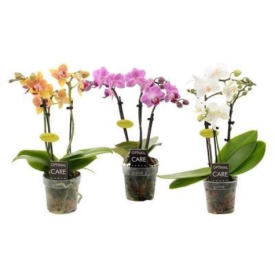 Фаленопсис 3 pp Mix mini, Гор7, Выс25 в интернет гипермаркете «Планета Лета». Фото