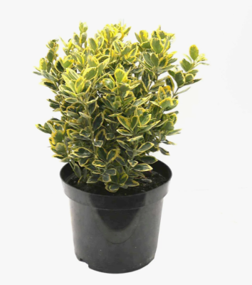 Бересклет япон.President Gaulthier, C10, Выс60-80 И в интернет гипермаркете «Планета Лета». Фото