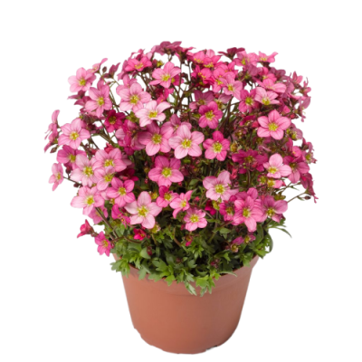 Камнеломка, Гор11, Выс20 в интернет гипермаркете «Планета Лета». Фото