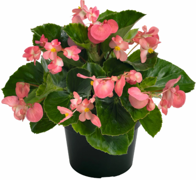Бегония Big, Гор11 М в интернет гипермаркете «Планета Лета». Фото