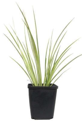 Аир, Гор17 М в интернет гипермаркете «Планета Лета». Фото