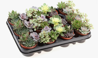 Суккуленты Mix, Гор8, Выс10 в интернет гипермаркете «Планета Лета». Фото