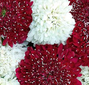 Скабиоза тeмно-пурпурная Пламенное сердце (ЦВ) ("1) 10шт в интернет гипермаркете «Планета Лета». Фото