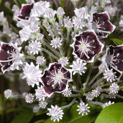 Кальмия широколистная Миттернахт П в интернет гипермаркете «Планета Лета». Фото