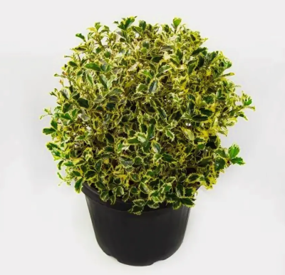 Падуб Argentea Marginata, Гор17, Выс50 в интернет гипермаркете «Планета Лета». Фото