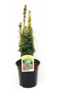 Тис ягодный Давид, Гор17 М в интернет гипермаркете «Планета Лета». Фото