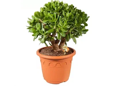 Крассула Ovata, Гор17, Выс30 в интернет гипермаркете «Планета Лета». Фото