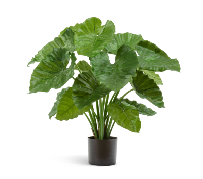 Алоказия Калидора куст в-75 см в интернет гипермаркете «Планета Лета». Фото