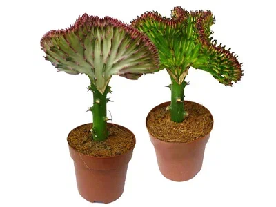 Эуфорбия, Гор27, Выс60 в интернет гипермаркете «Планета Лета». Фото