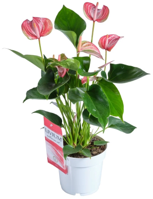 Антуриум Livium, Гор12, Выс40 в интернет гипермаркете «Планета Лета». Фото