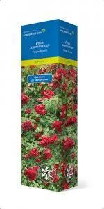 Роза канадская полуплетистая Капитан Самуэль Холланд П в интернет гипермаркете «Планета Лета». Фото