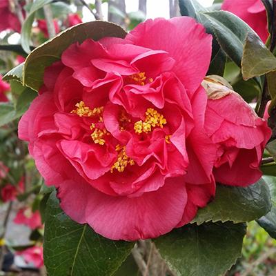 Камелия японская Крамерс Суприм/Цкор П в интернет гипермаркете «Планета Лета». Фото