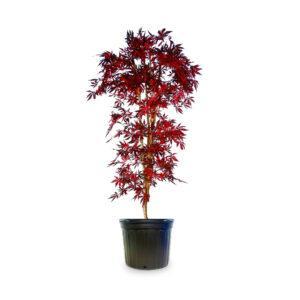 Клен пальм.Fire Glow, Гор33, Выс100 И в интернет гипермаркете «Планета Лета». Фото