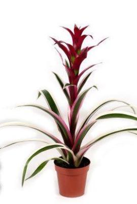 Гузмания Purple & Stripes, Гор13, Выс60 в интернет гипермаркете «Планета Лета». Фото