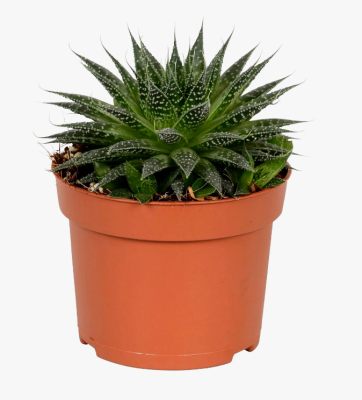 Алоэ Aristata Magic, Гор10, Выс15 в интернет гипермаркете «Планета Лета». Фото