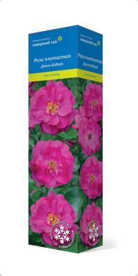 Роза канадская плетистая Джон Кэбот П в интернет гипермаркете «Планета Лета». Фото