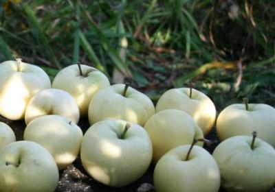 Яблоня Белый Налив (туба) в интернет гипермаркете «Планета Лета». Фото
