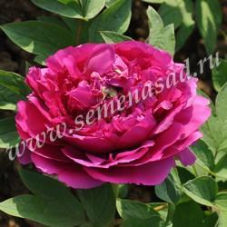 Пион древовидный Небесный полет/ЦКор в интернет гипермаркете «Планета Лета». Фото